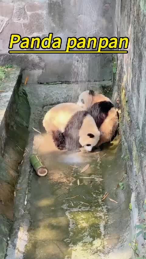 @Many pandas