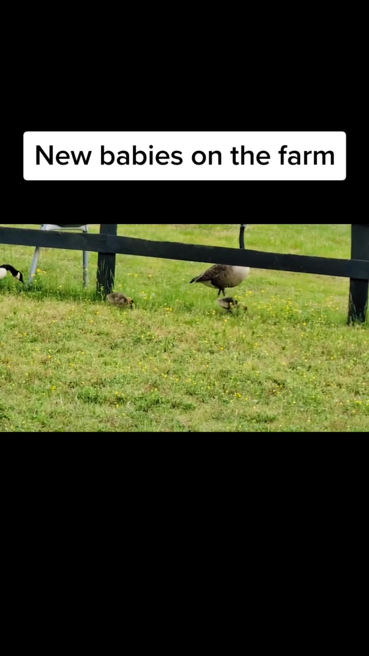 @Farm Life