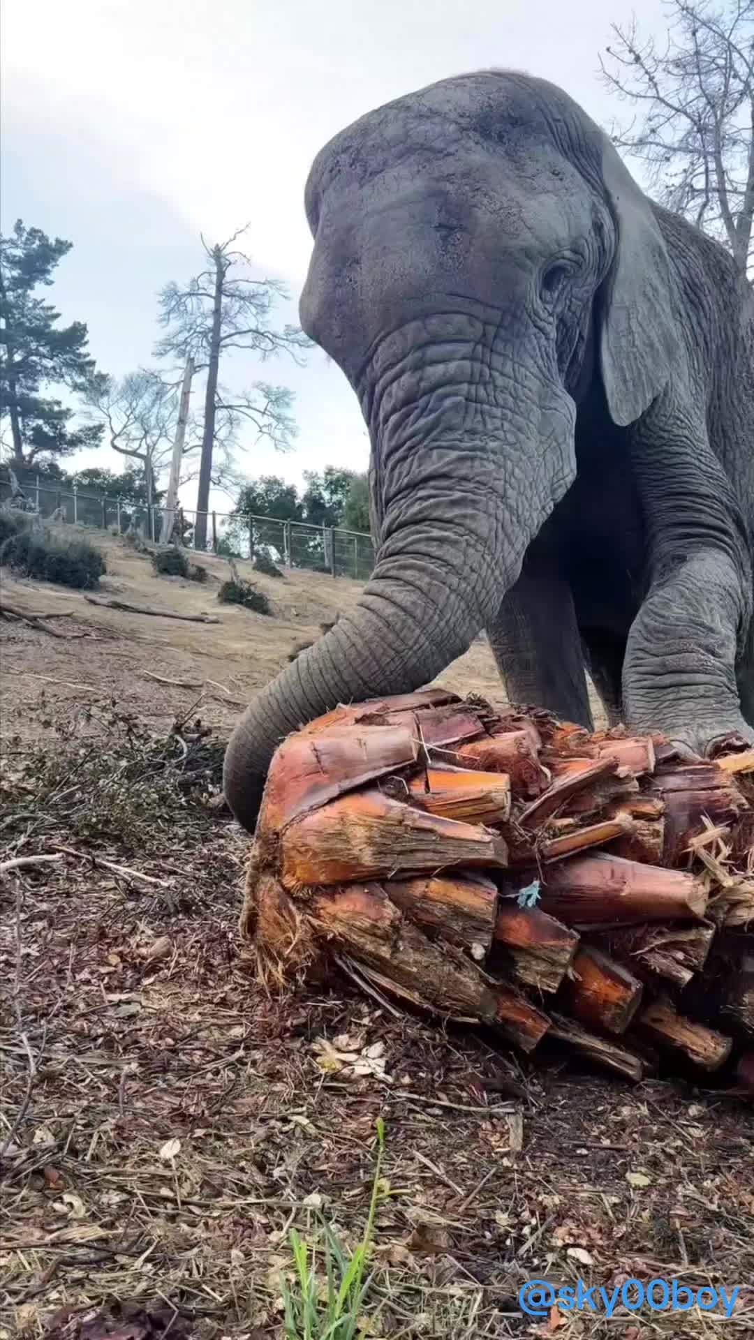 @Wild Animals