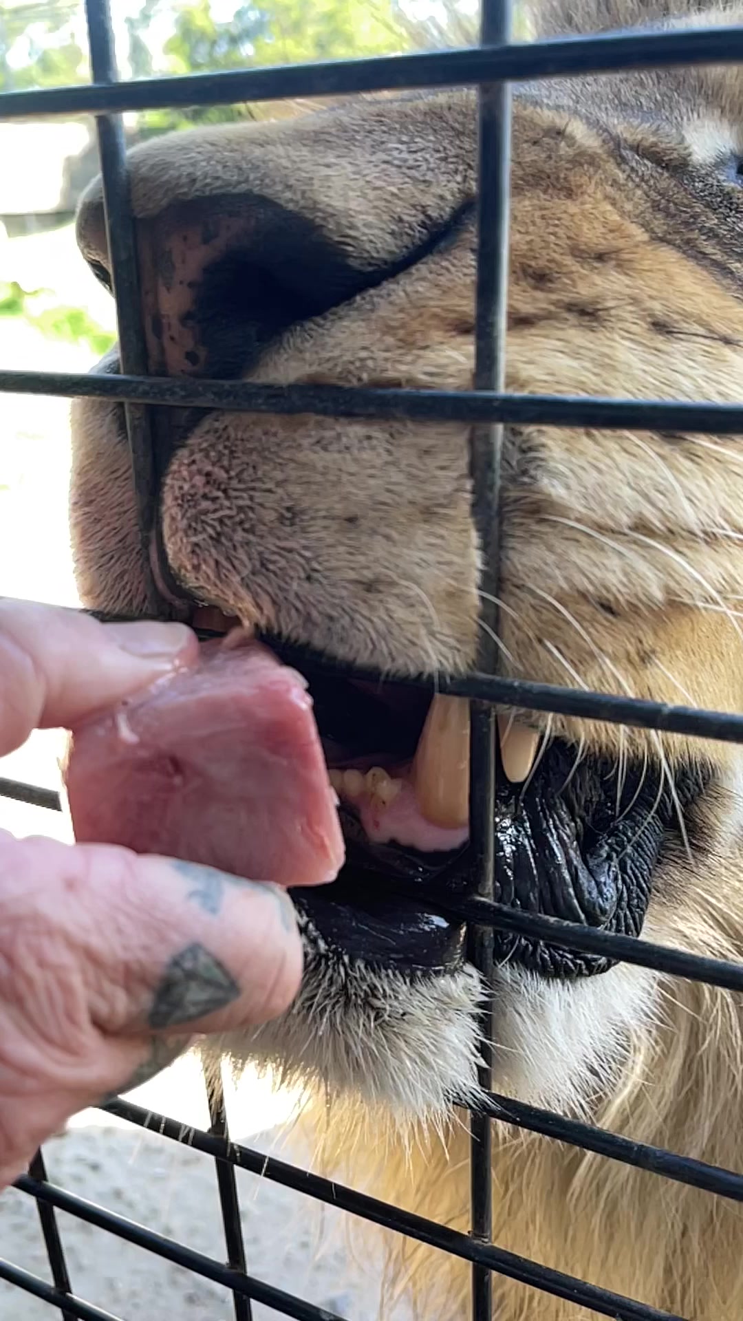 @judeszoolife