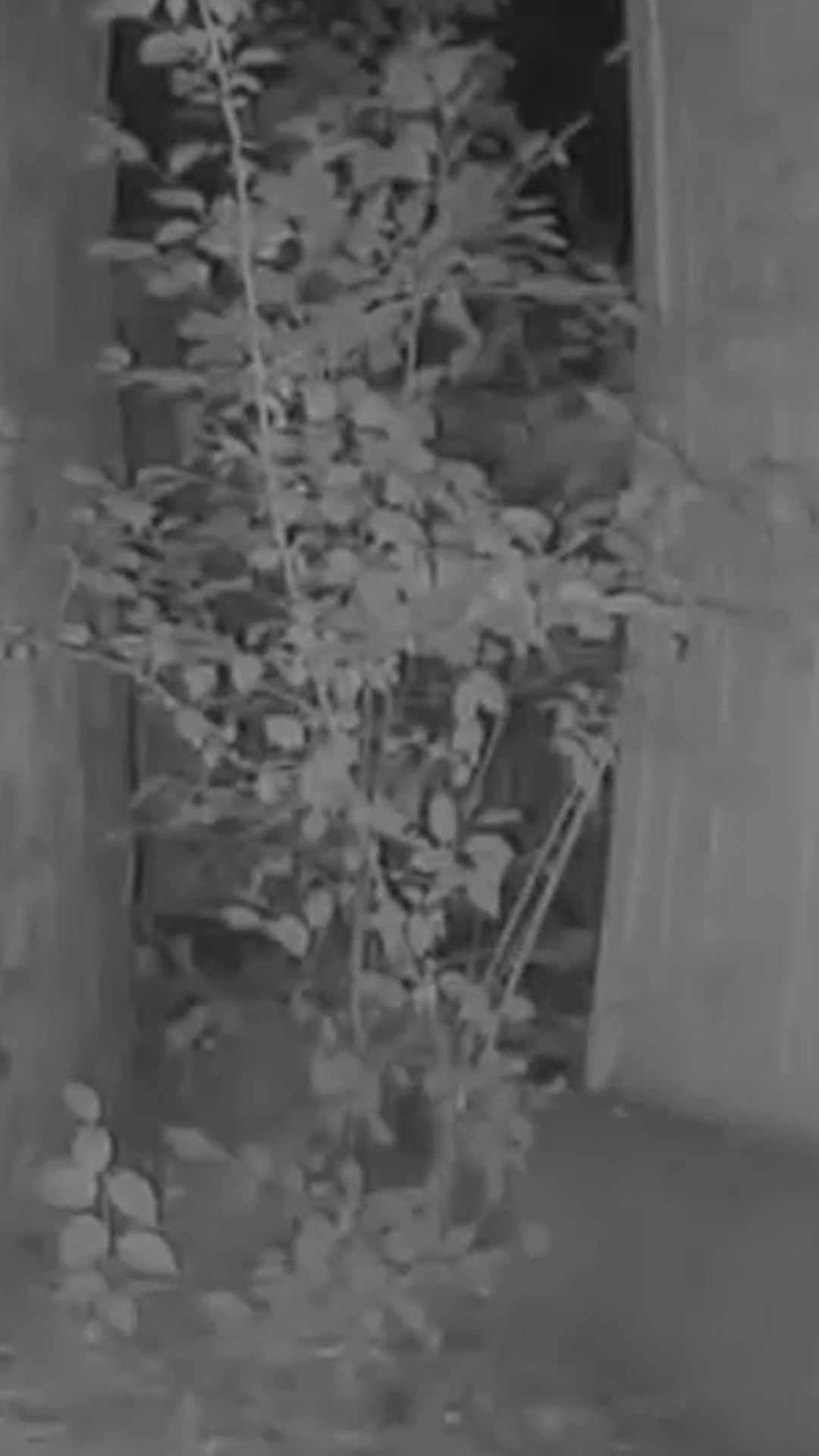 @F🦊XSEE👀Footage🎞️