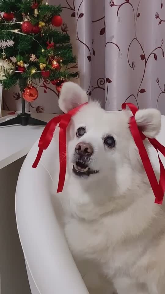 @Fluffy Creamy Dog