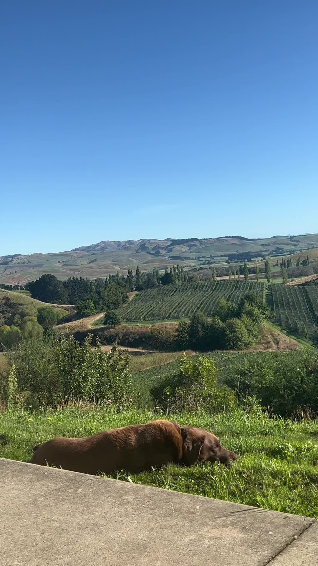 @blackestatewine