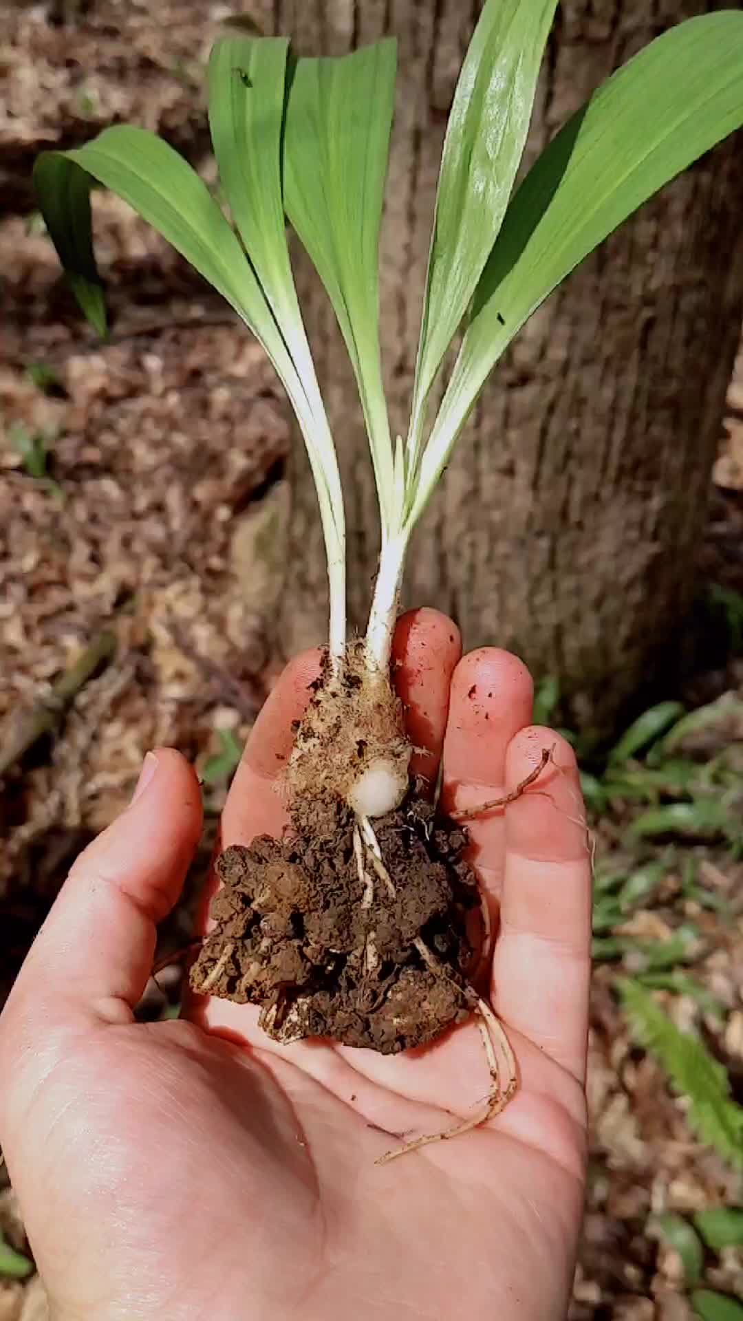@Forage North America