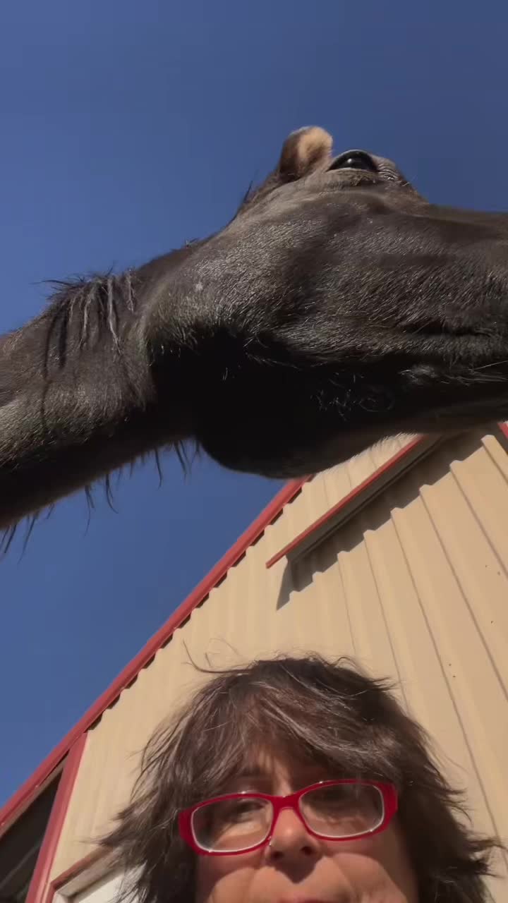 @Horses<>Helping<>Humans