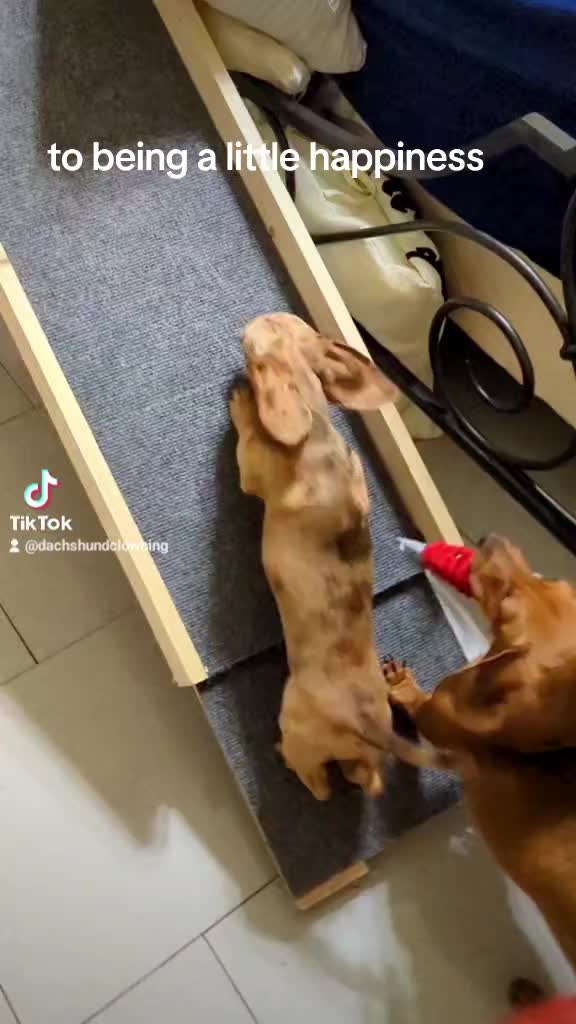 @dachshundclowning