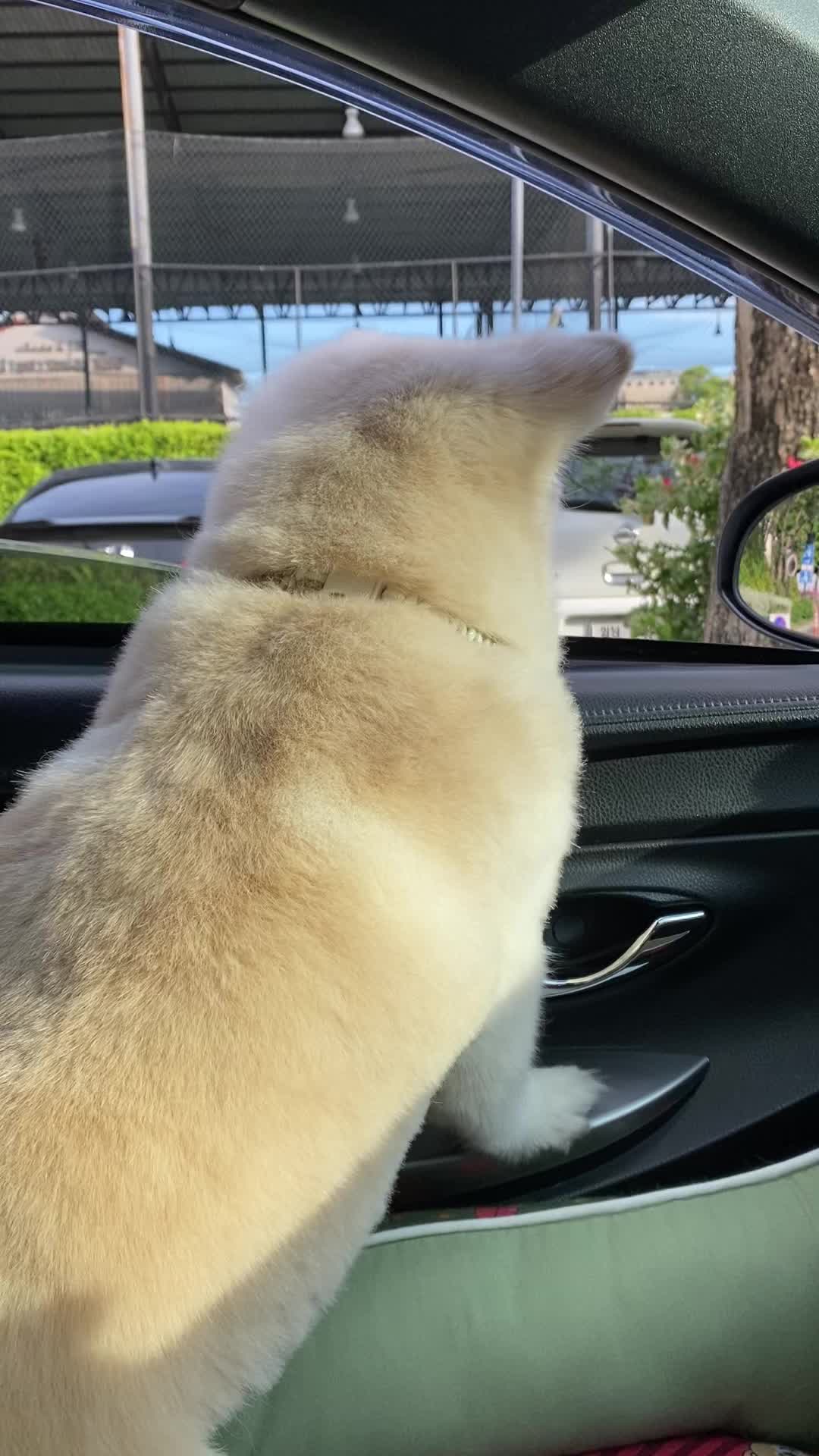 @Fluffy Creamy Dog