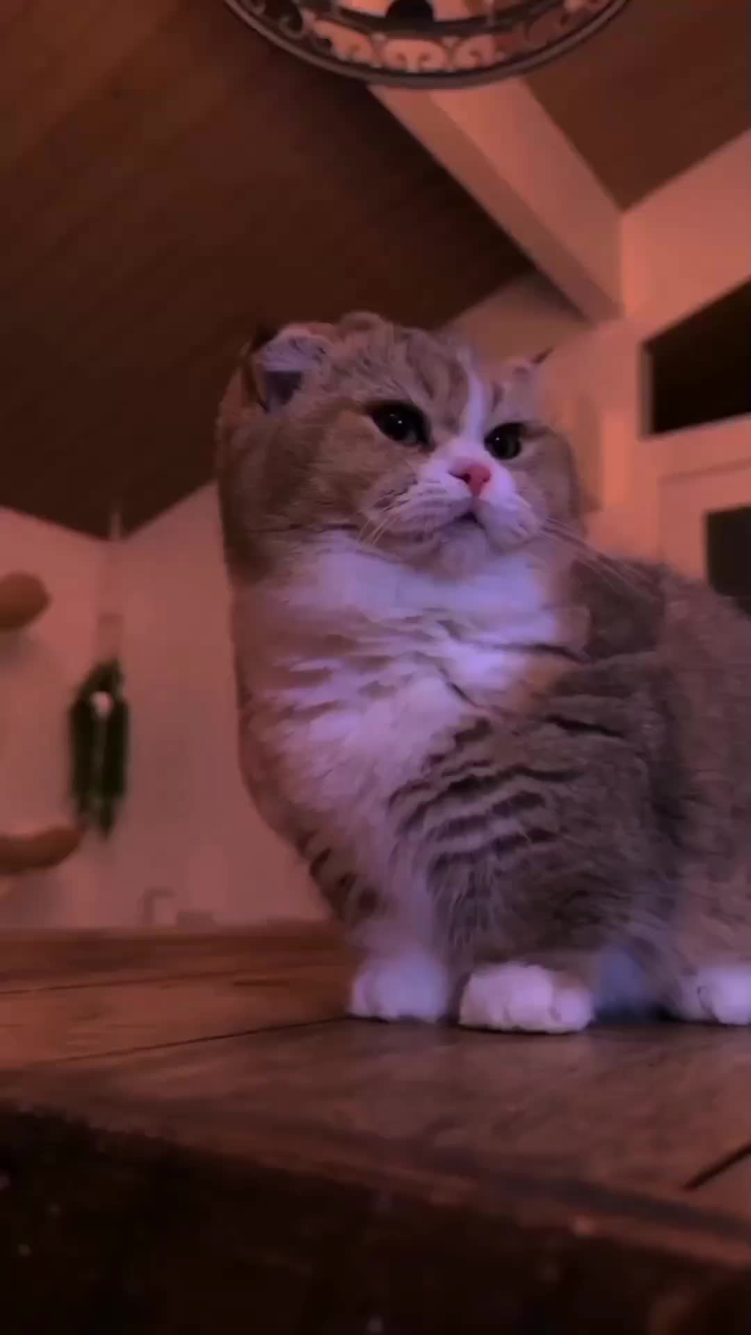 @๏ธ