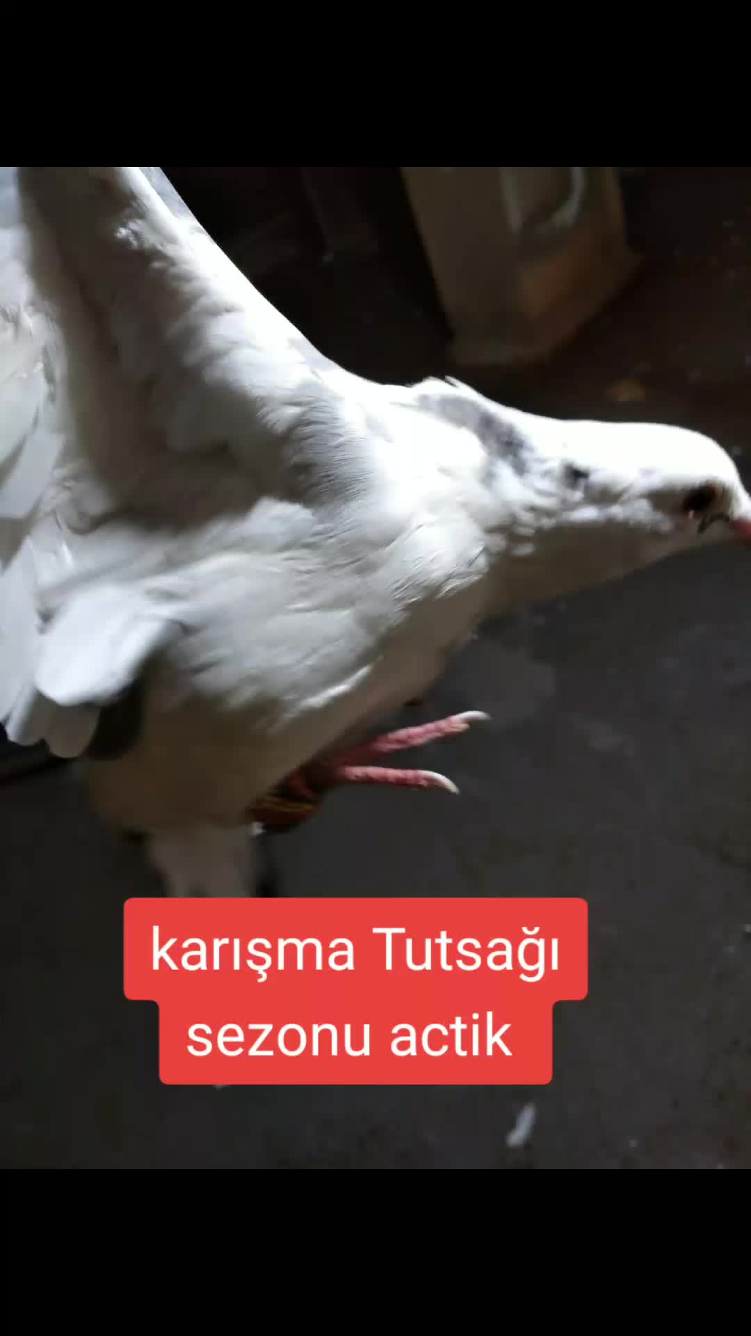 @Onur.33