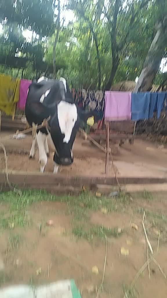 @ಗೌಡ್ರು ಹುಡುಗ ಉದಯ್