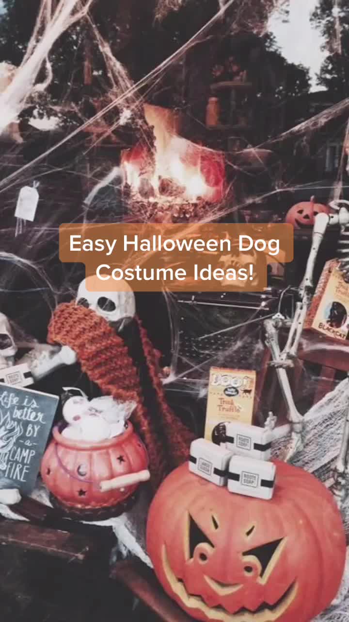 @🐕Fʟᴏssʏ🐕