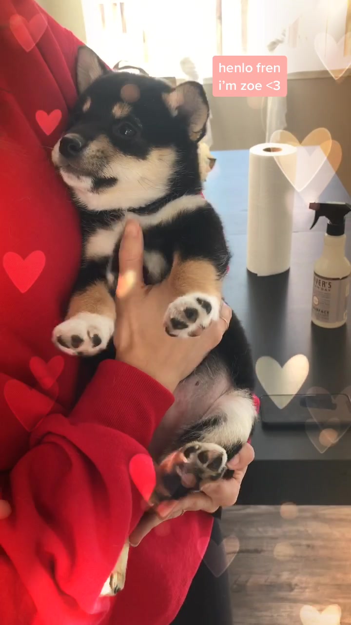 @Zoe the Shiba Inu