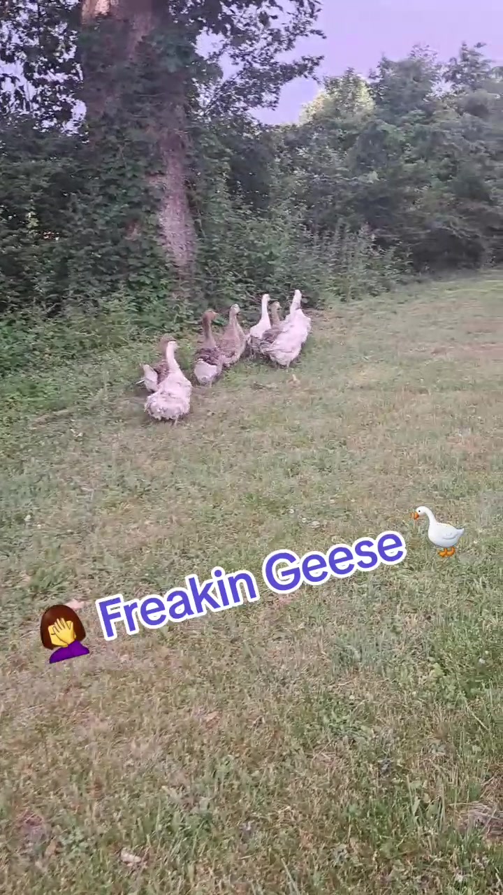 @Karnes Ranch of Indiana🦆