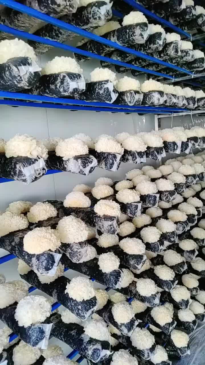 @satrisemushroom