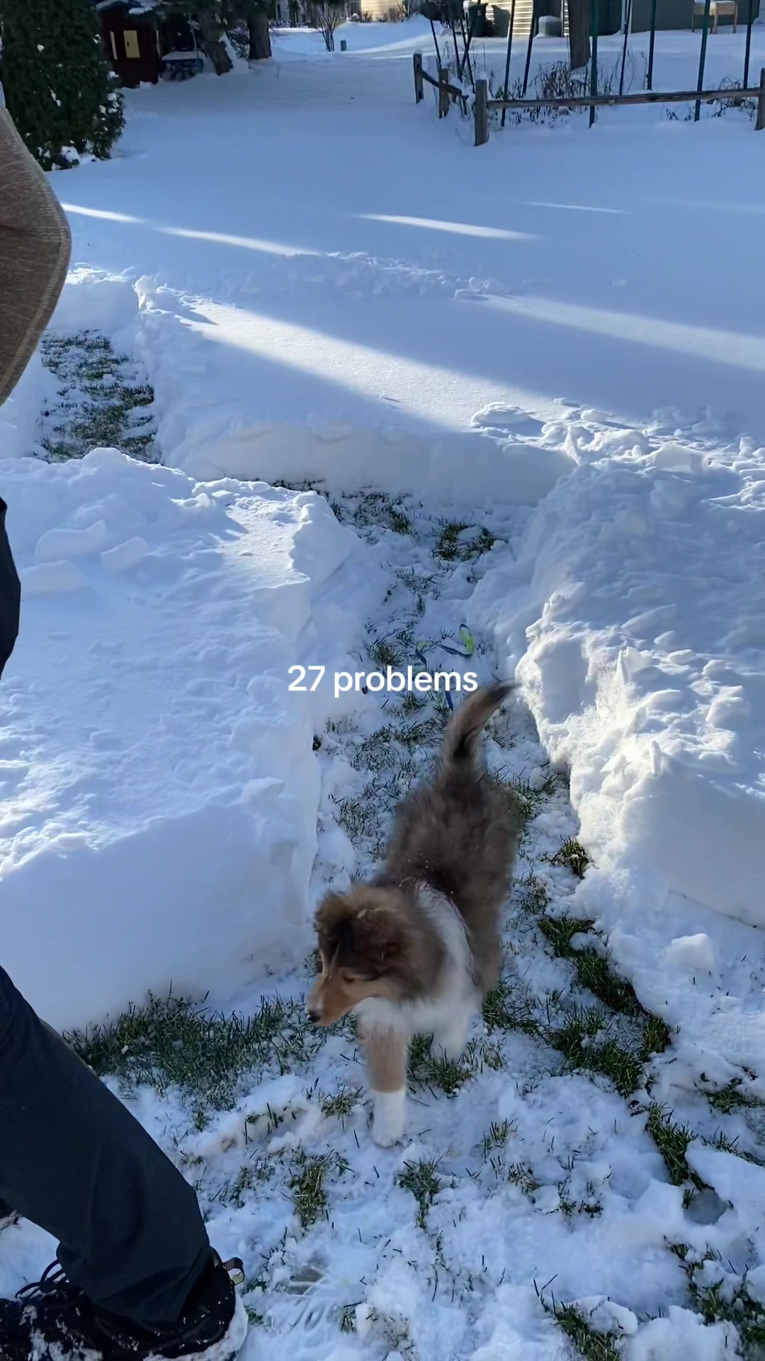 @Pepin The Sheltie