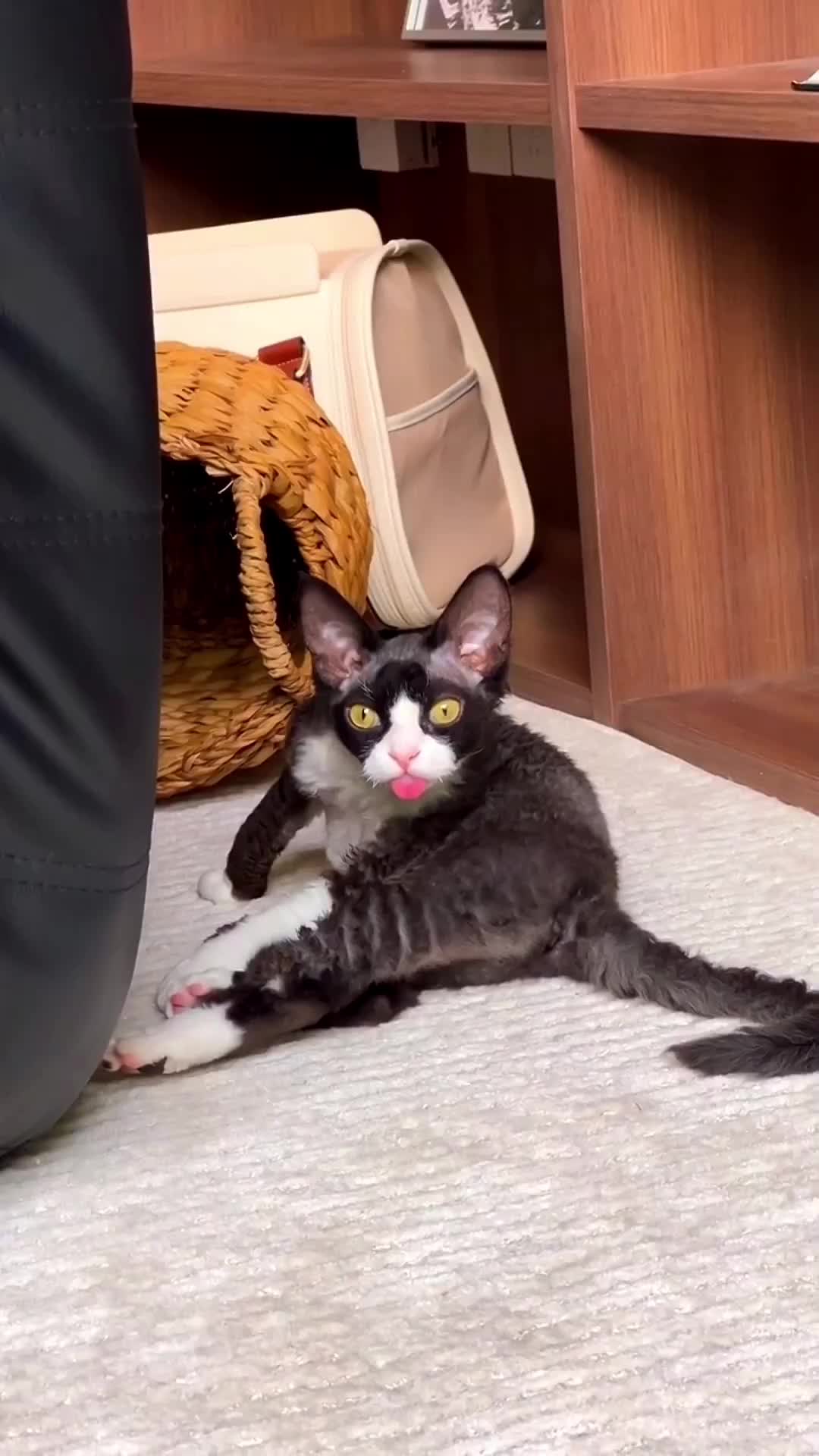 @Mr.Cat
