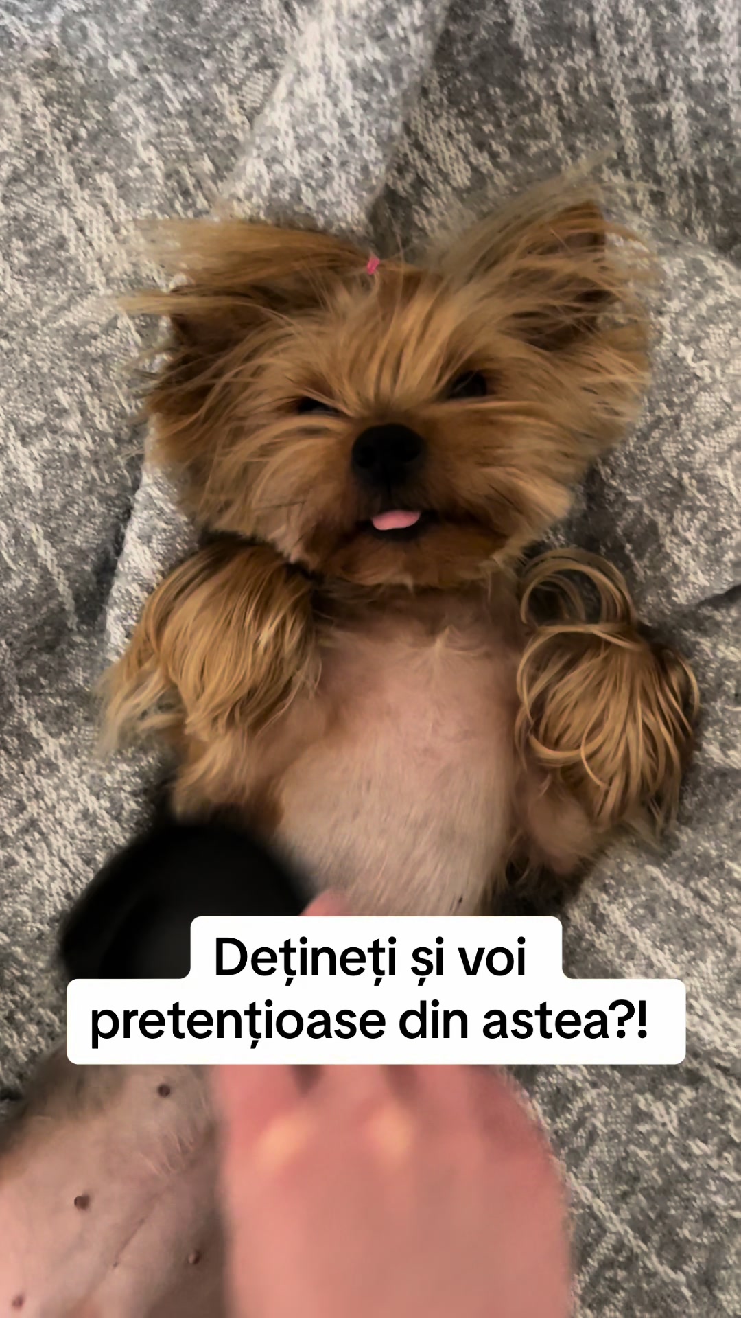 @Chicago & Tokyo | The Yorkies