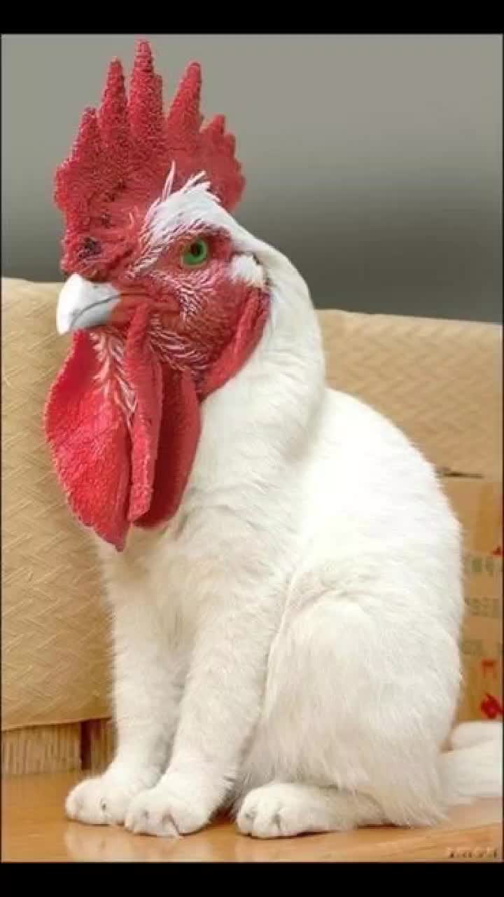 @malikmubeen302324