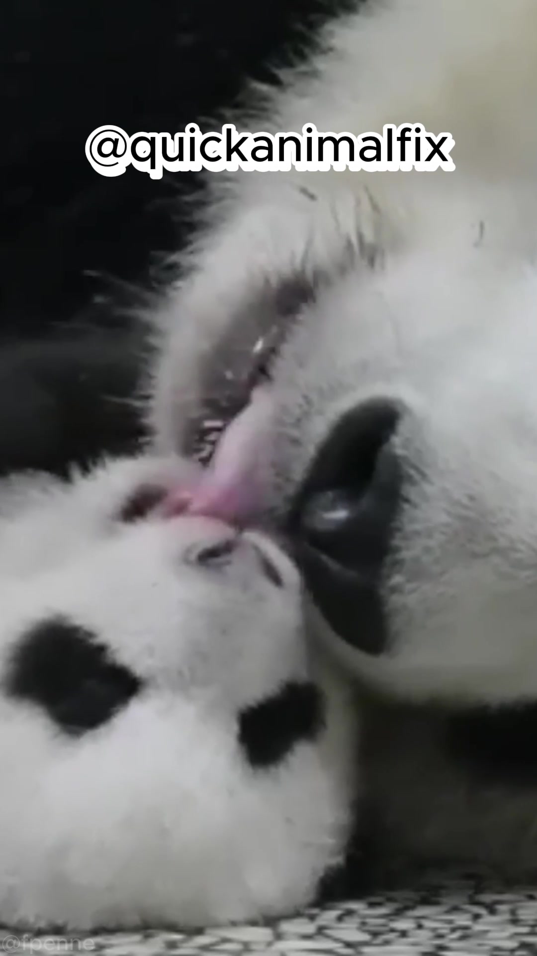 @quickanimalfix
