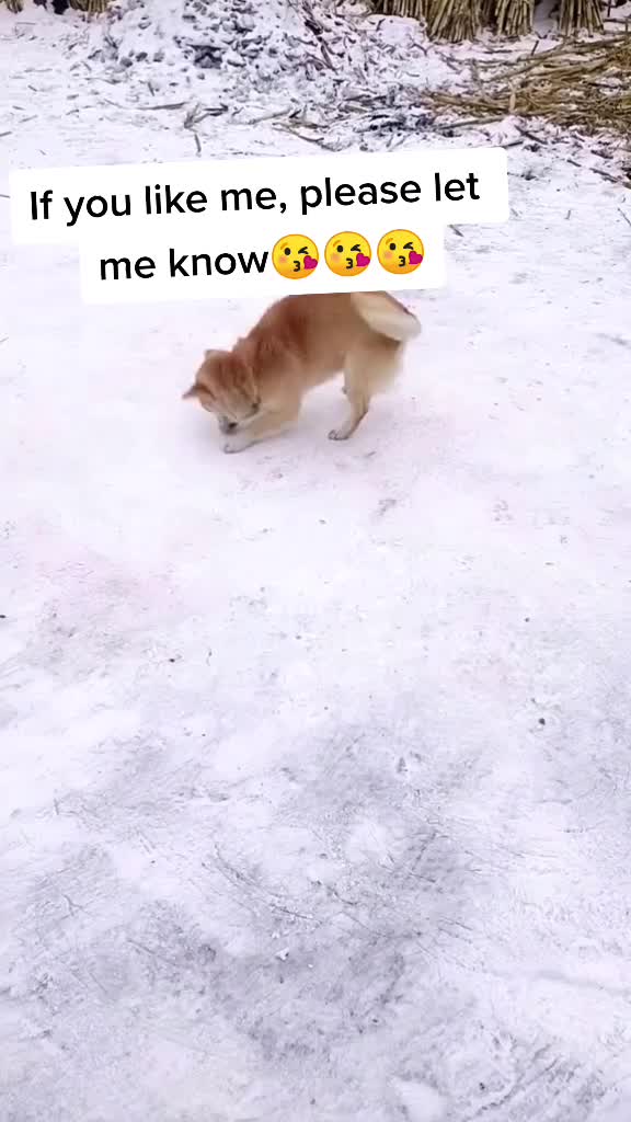 @kittenspets