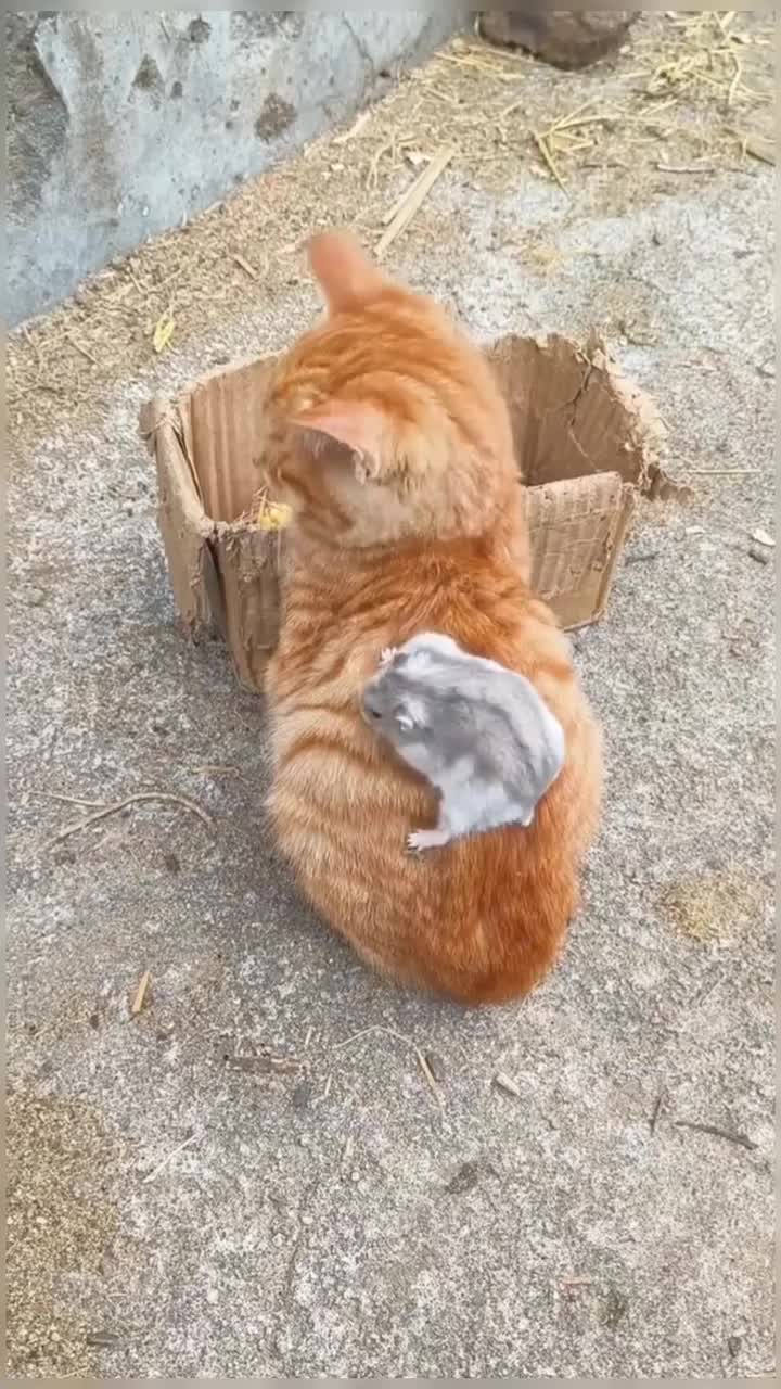 @healing pet