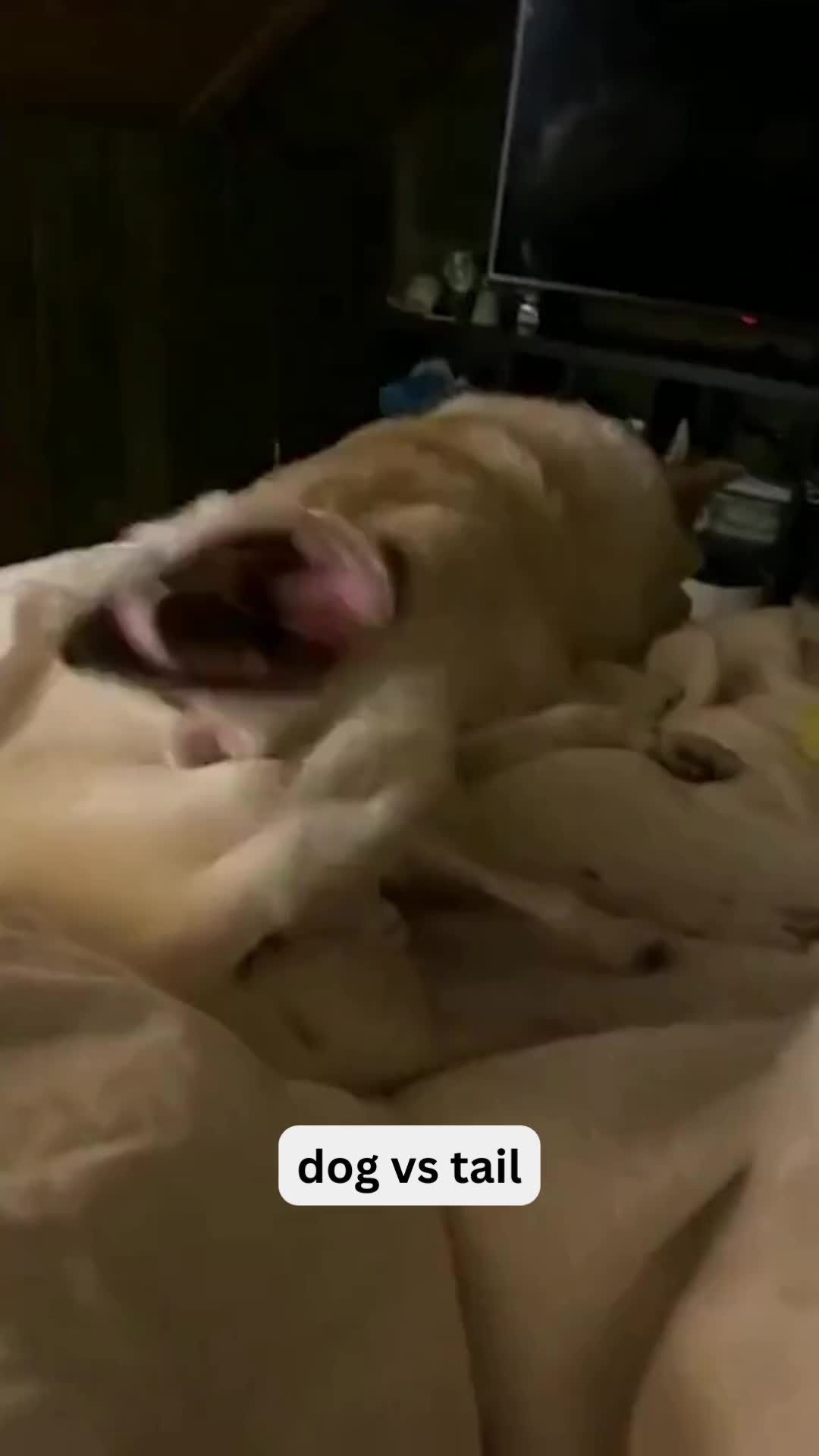 @Pet Guru