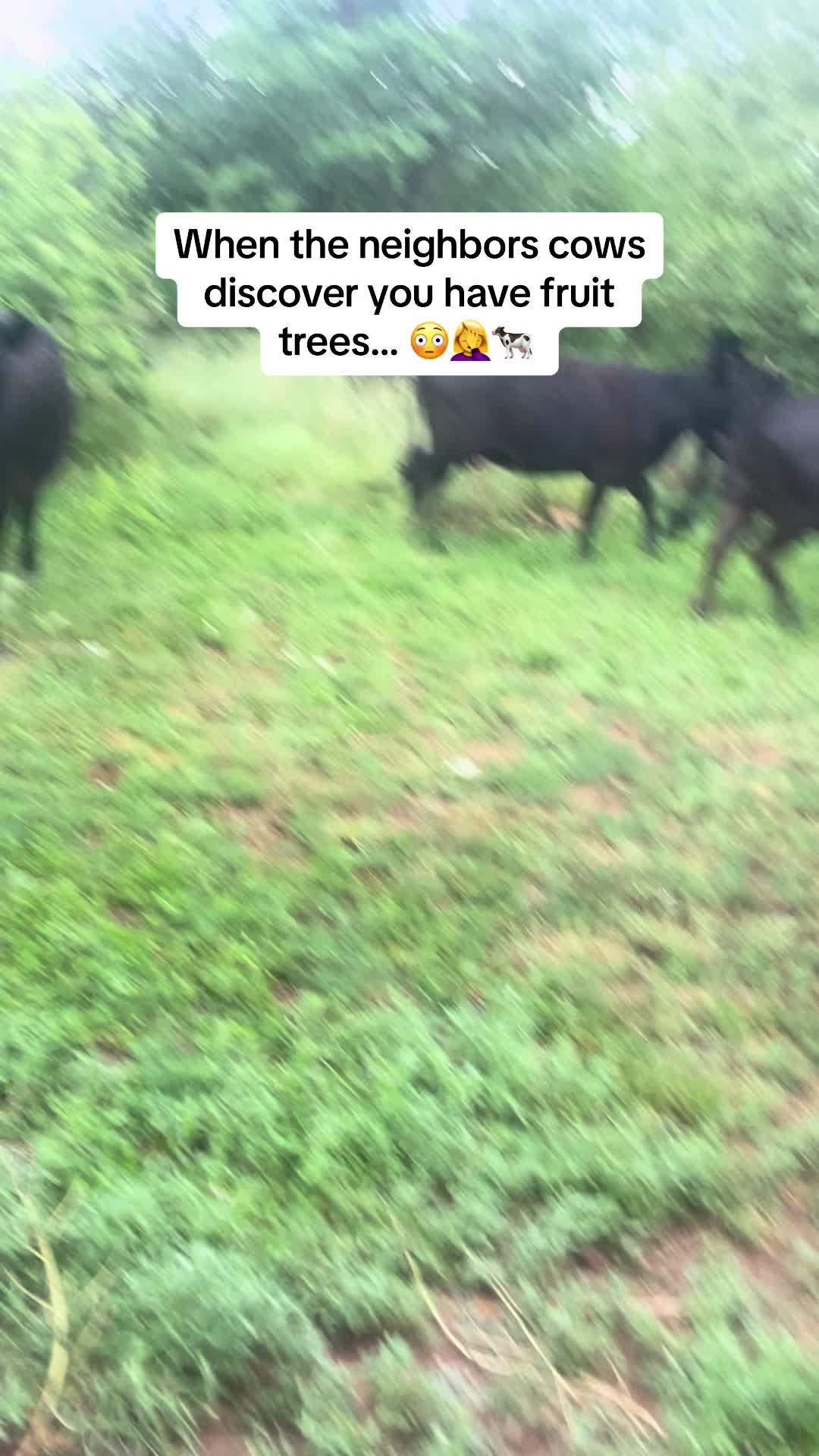 @GypsyJungle