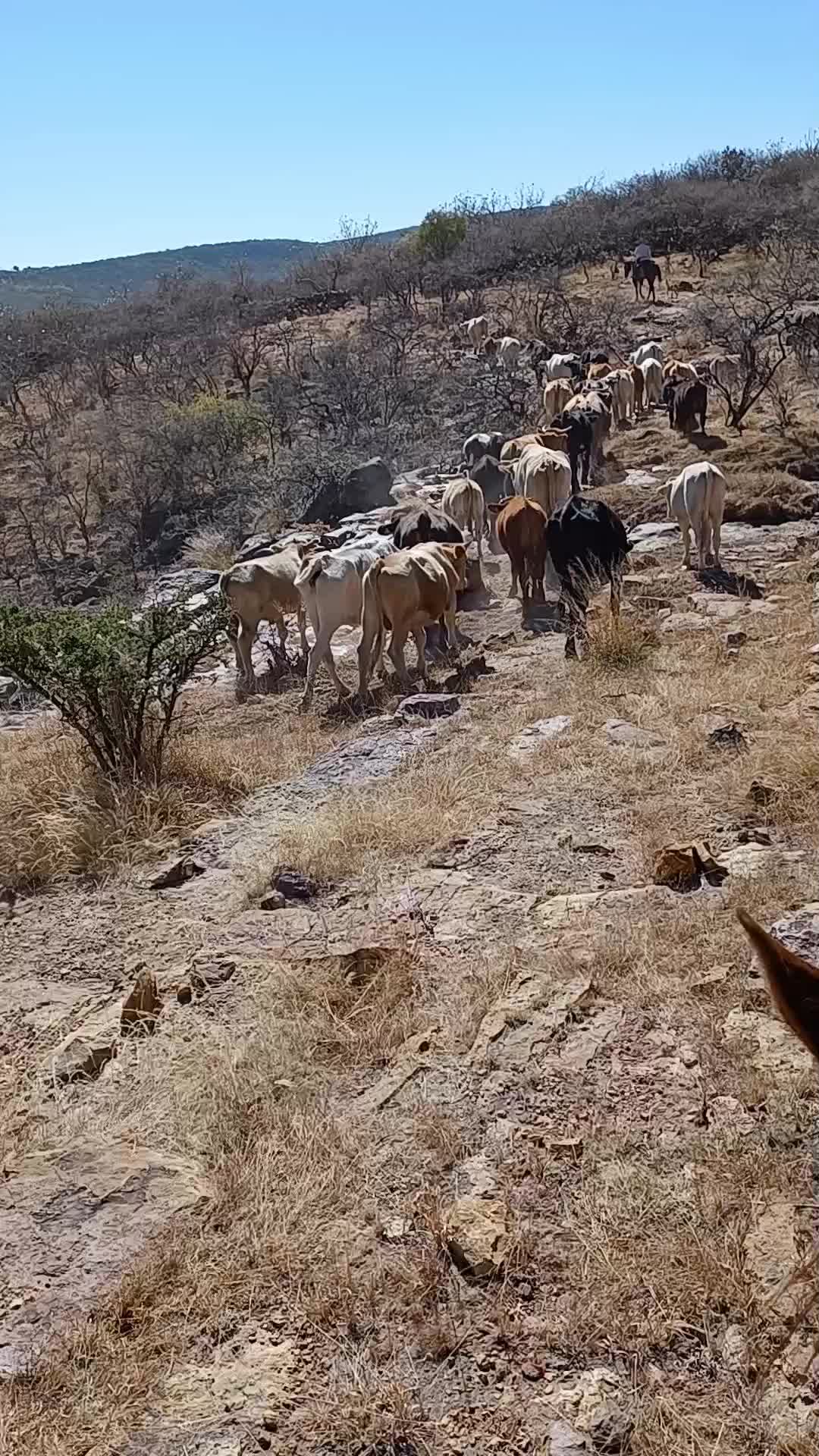 @El zurdo🌵🐴