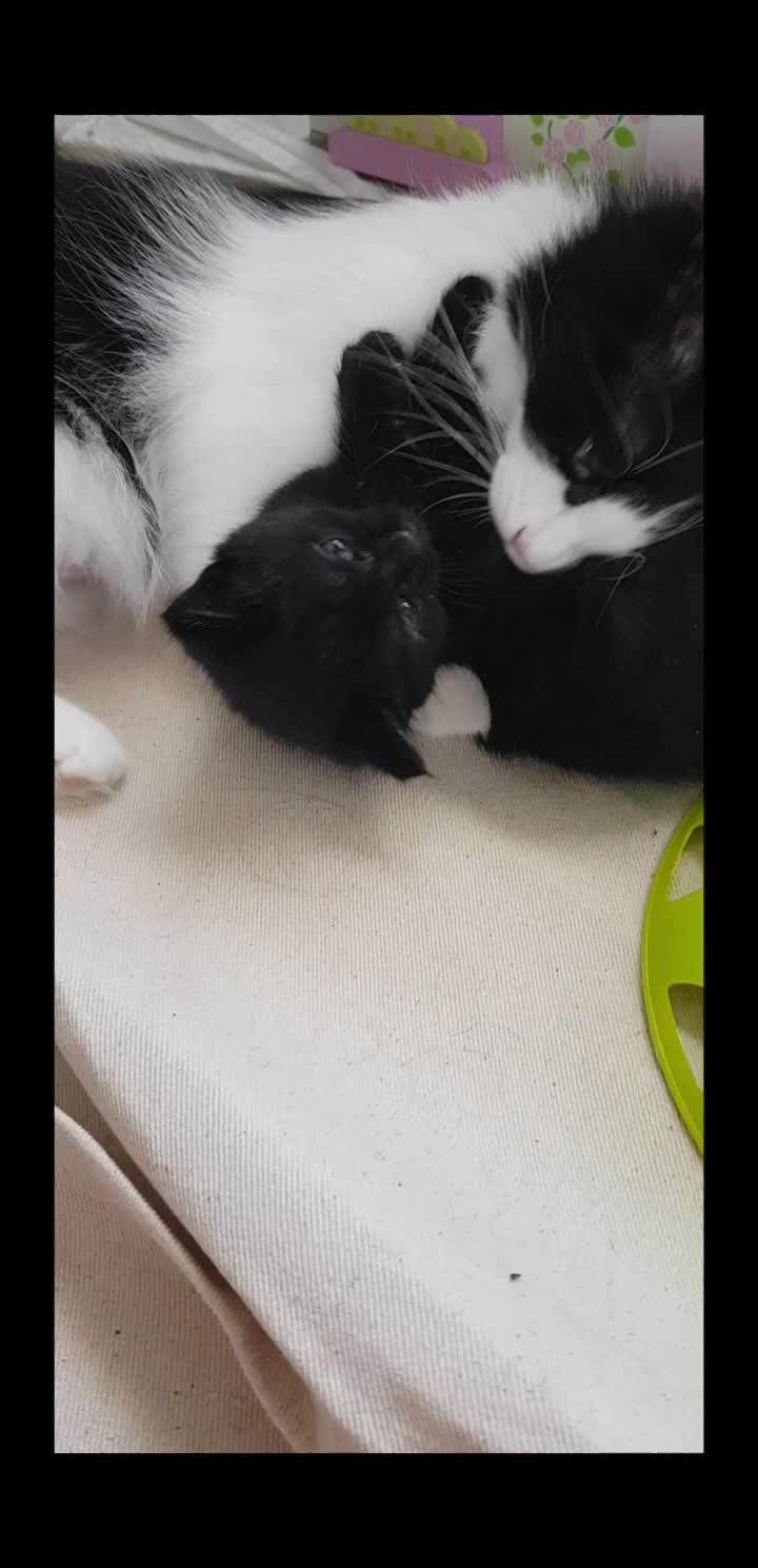 @storm.and.kittens