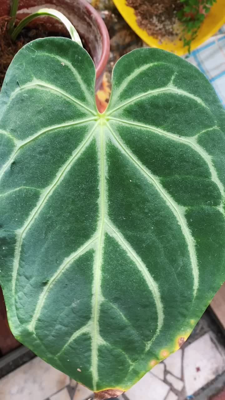 @Мария
