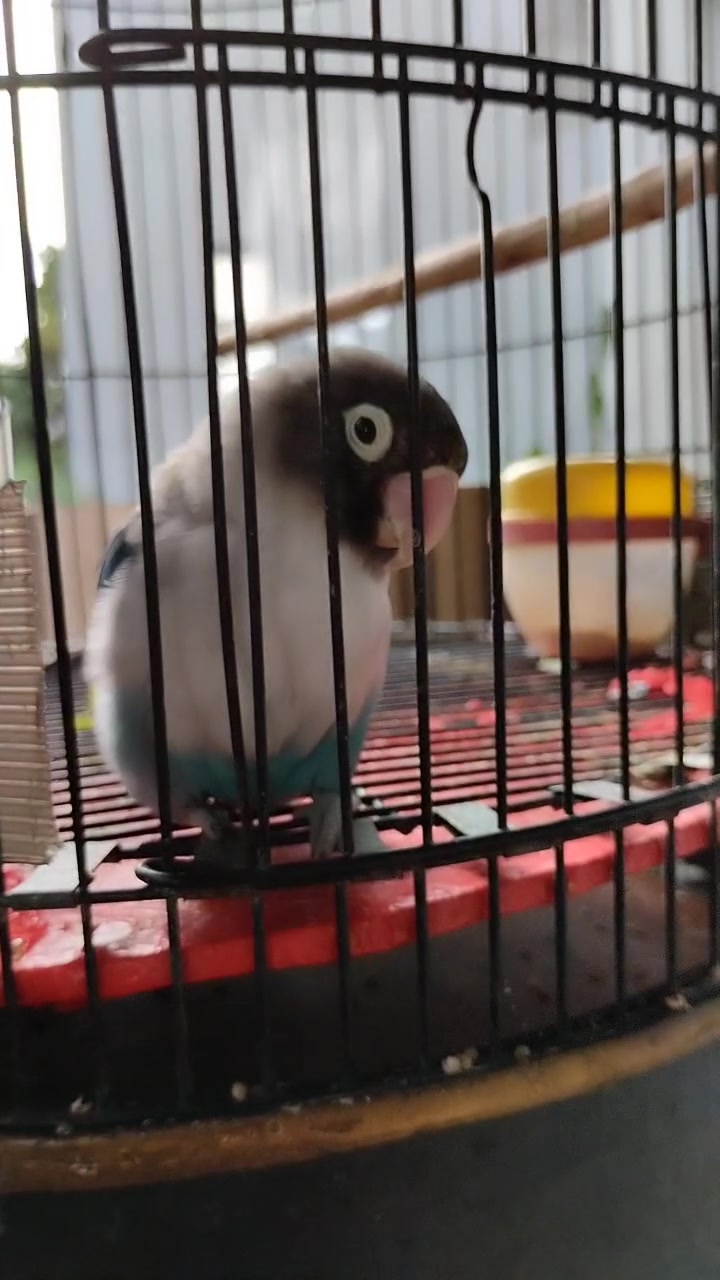 @fyp tiktok