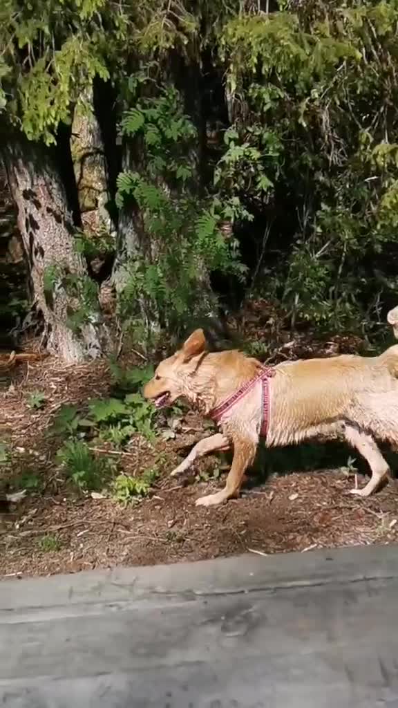 @Hilda the hoffi🐶🐾