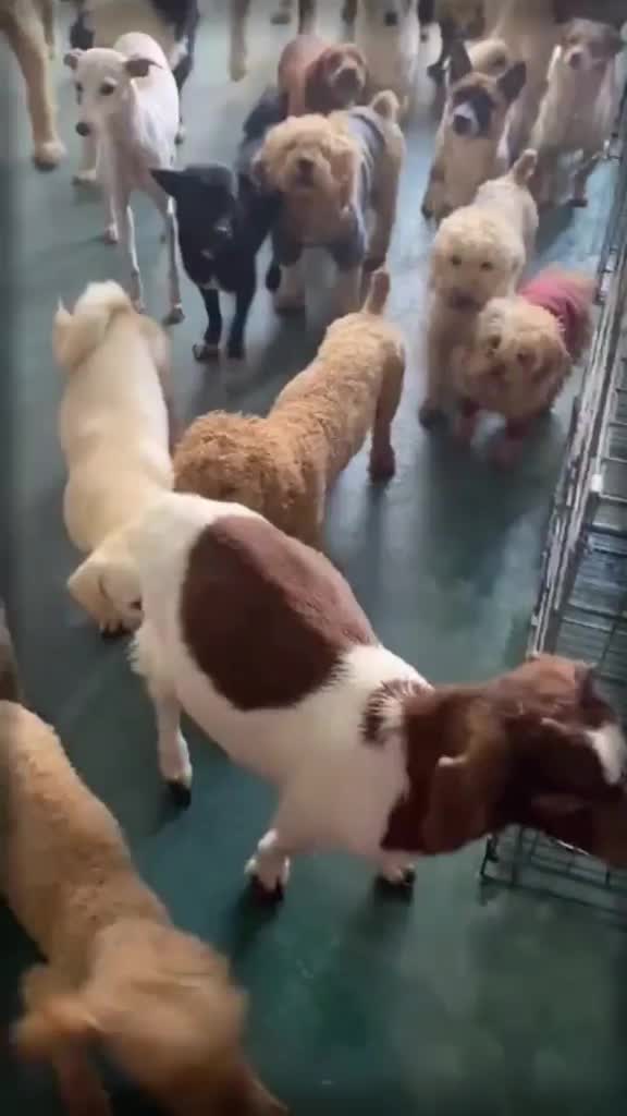 @puppy love us