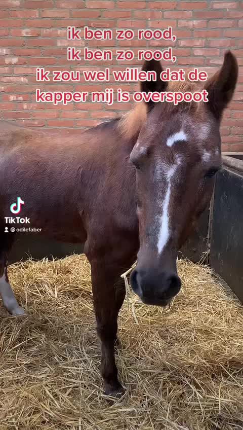 @De Hilversumse ponyclub