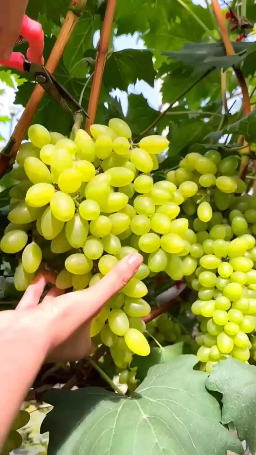@🍎🍓🍒🍊🍍