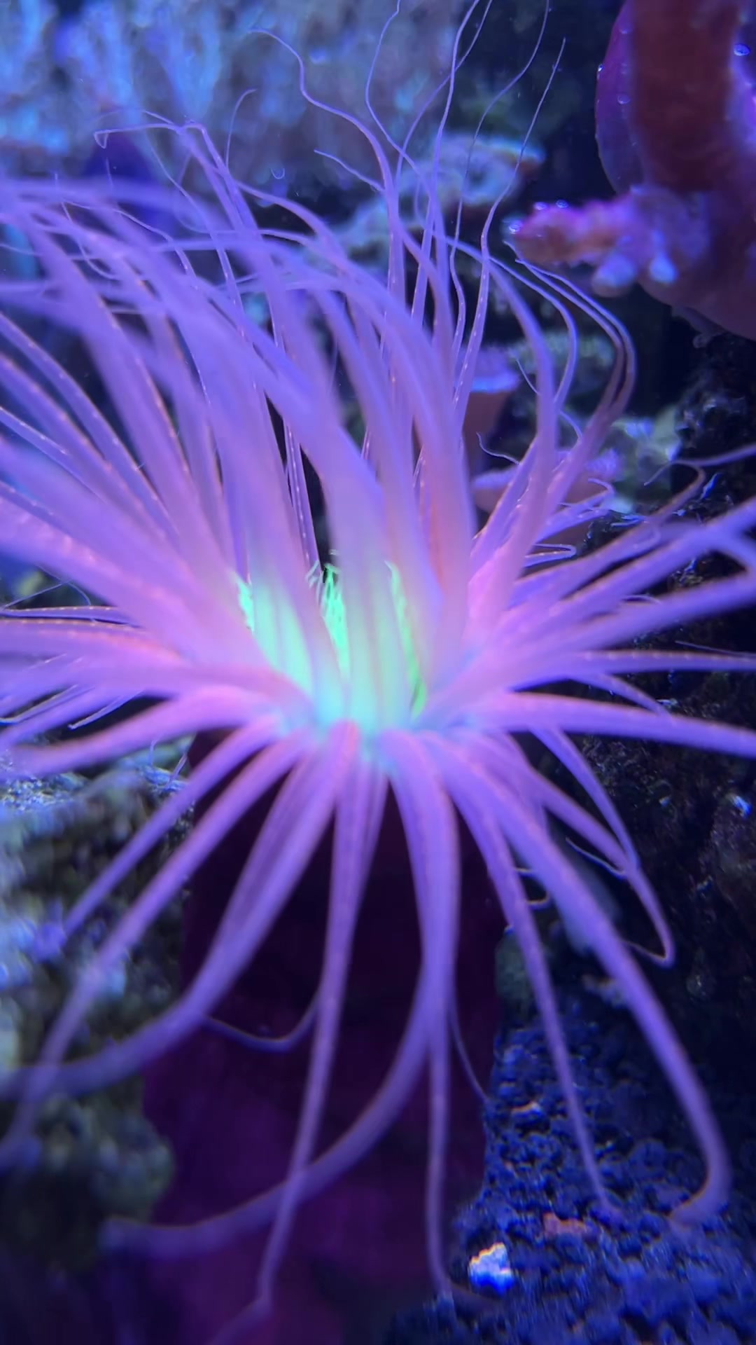 @aquarium_maintenance