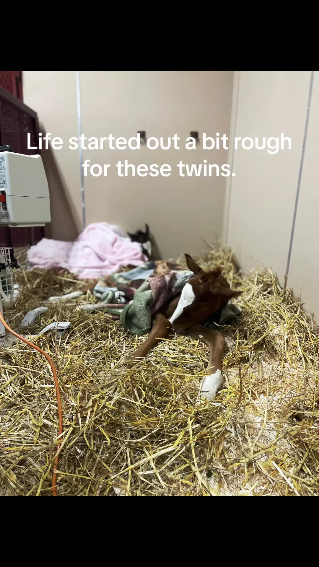 @Rhinebeck Equine