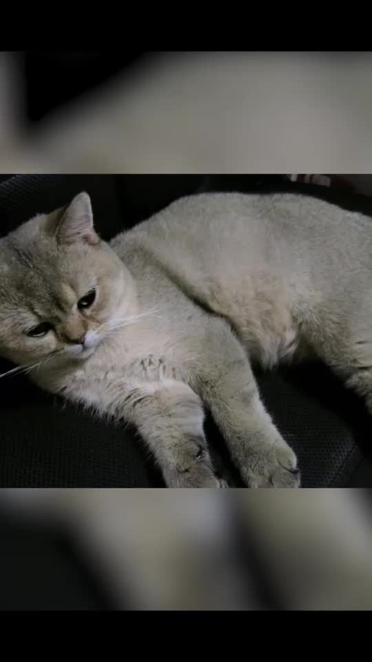 @Simba cat