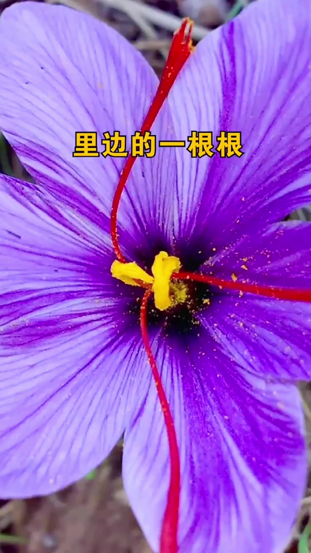 @laotang中医世家