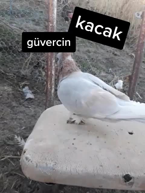 @Muhamet Özsoy