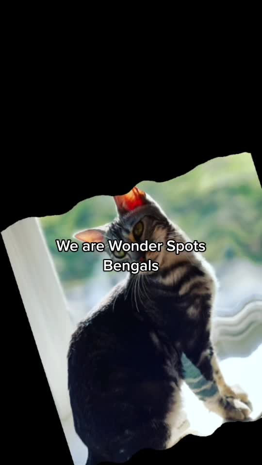 @wonderspotsbengals