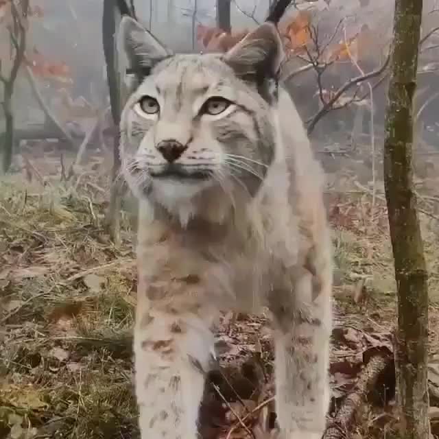 @Funny Animals World R