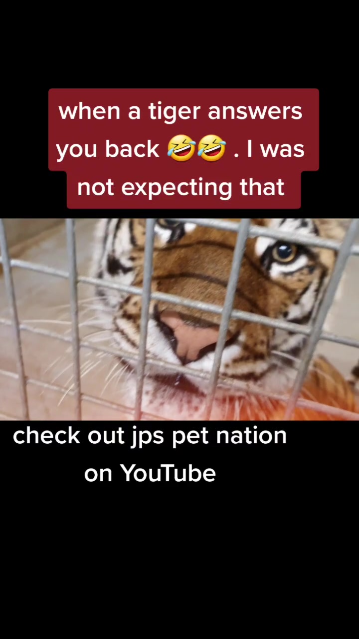 @Jp's Pet nation