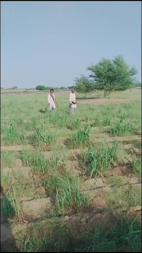 @سائیں