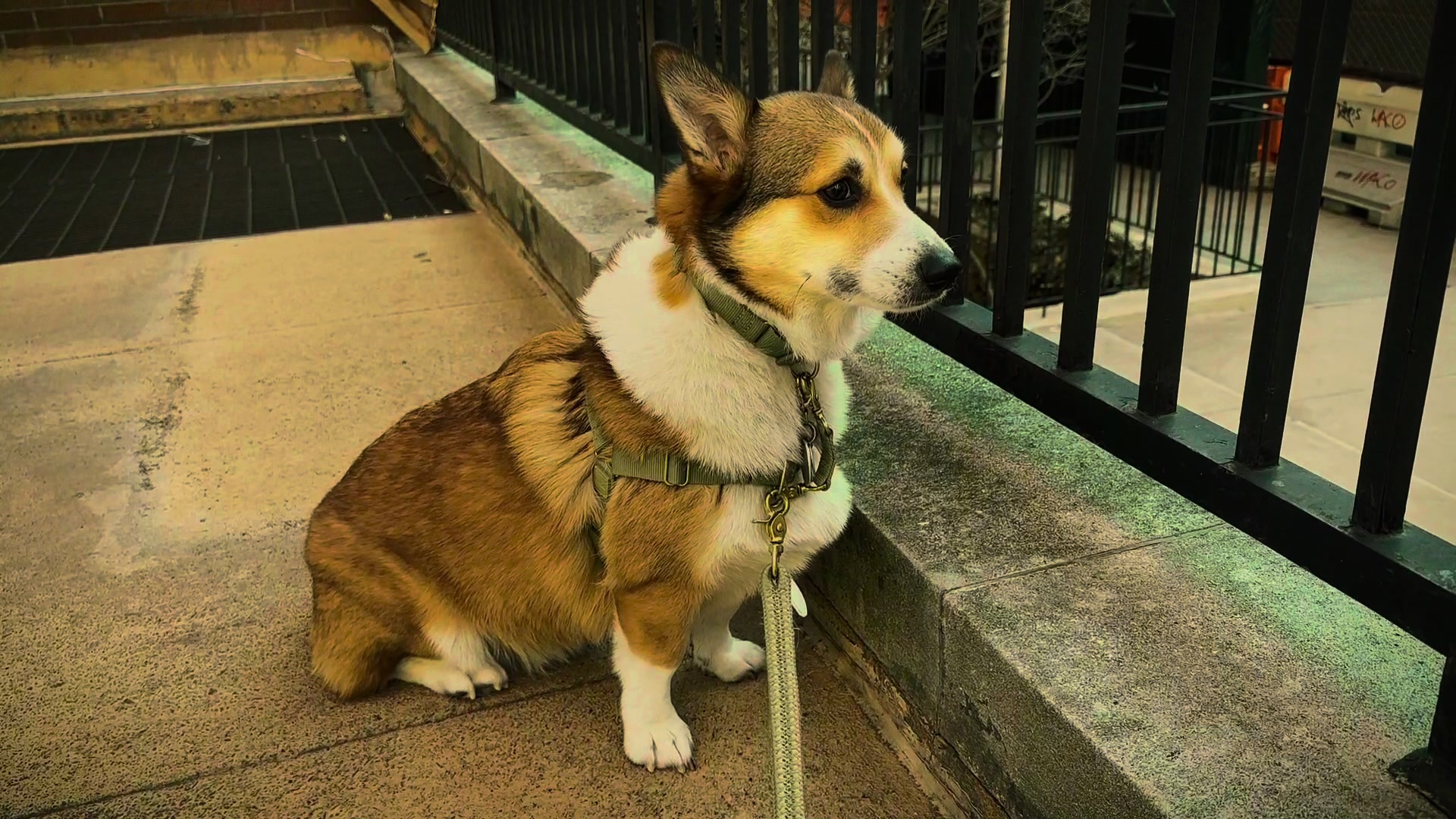 @Ollie The Corgi