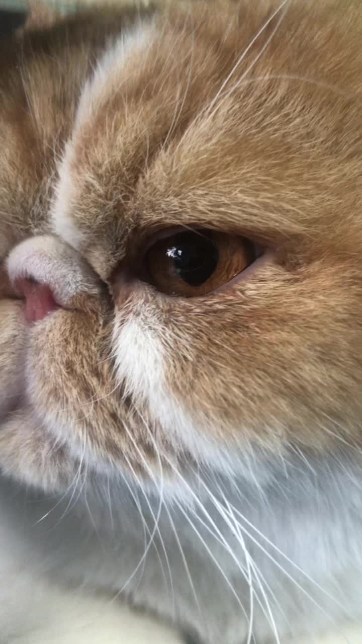 @doepetsupplies