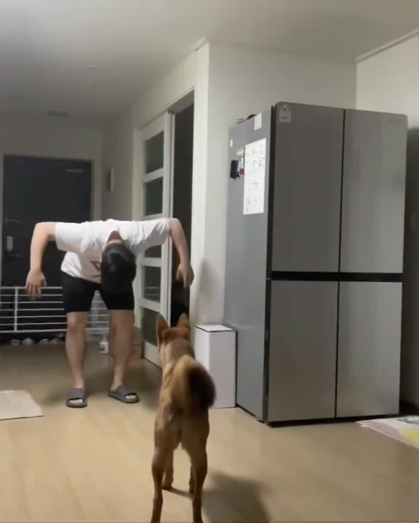 @Animal TV