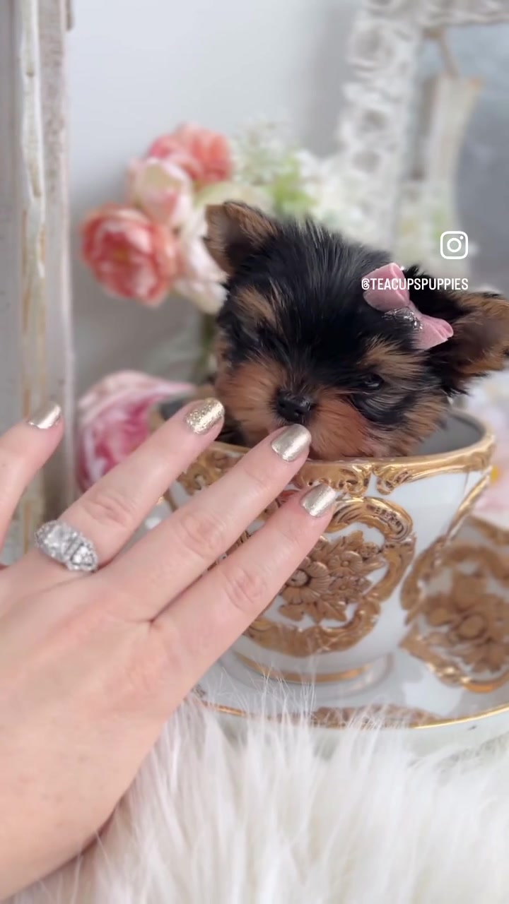 @TeaCups, Puppies & Boutique &reg;️