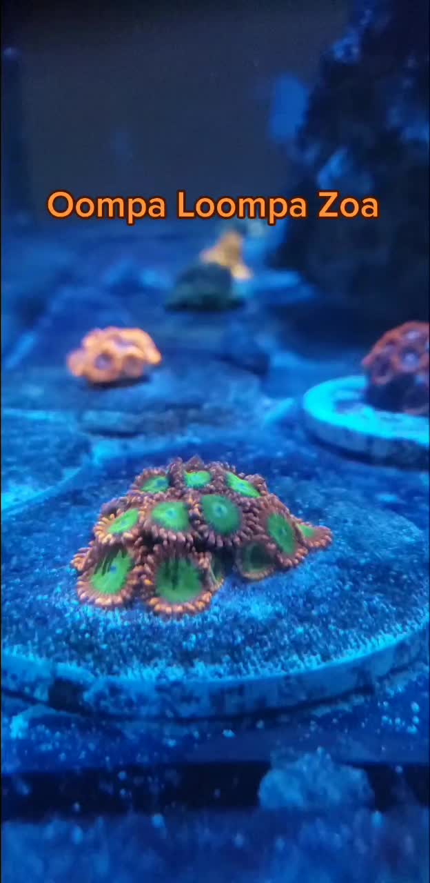 @300gallontank