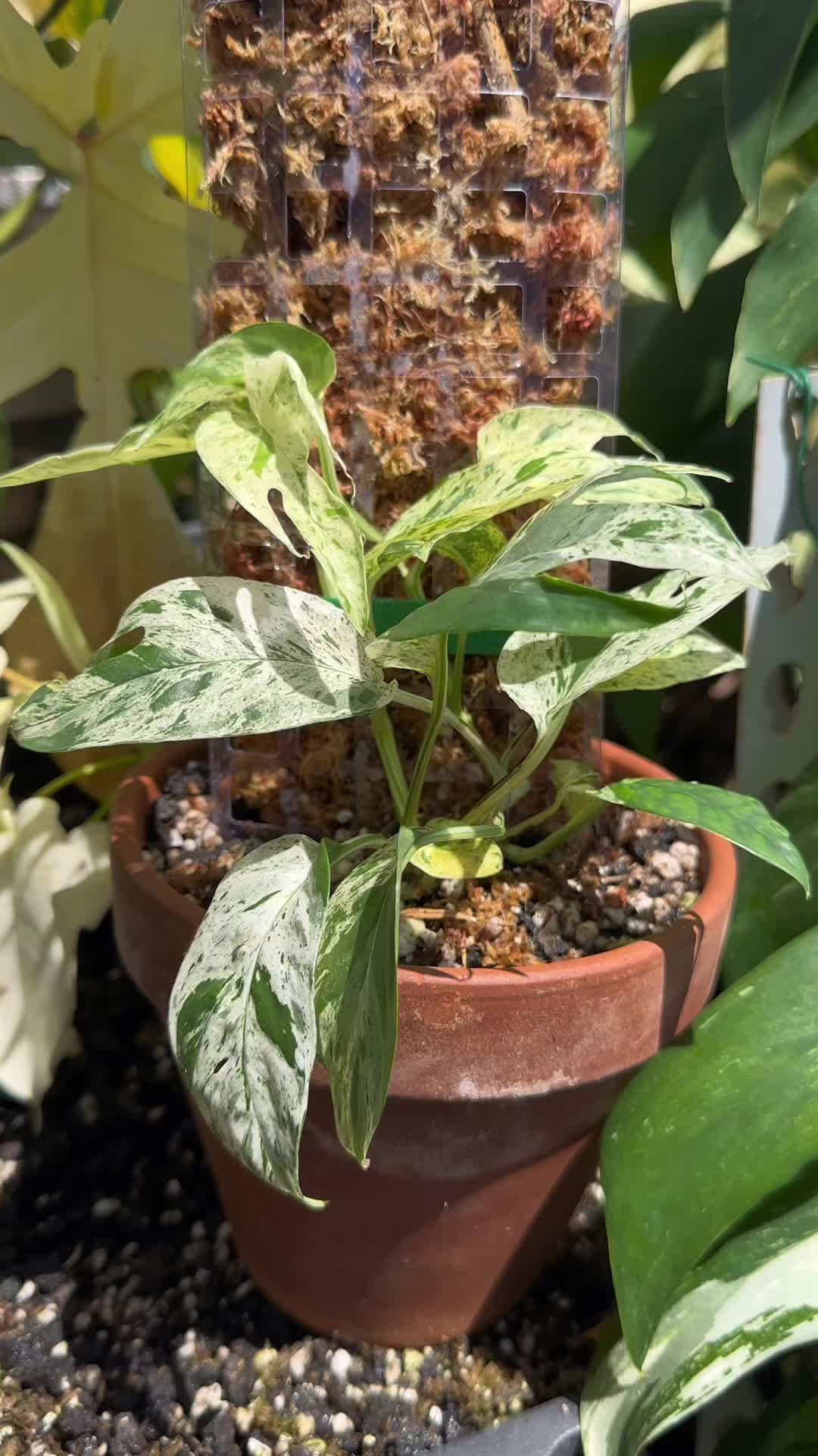 @Just_fishandplants